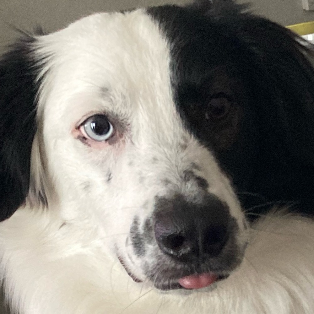 Meet your Posher, Sawyer